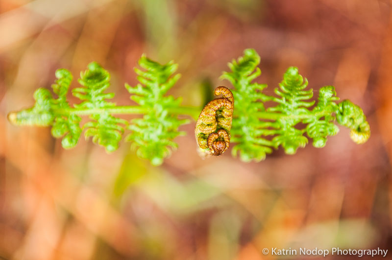 KNP_110528_Scotland_030.jpg